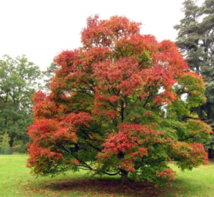 arbre à planter dans son jardin