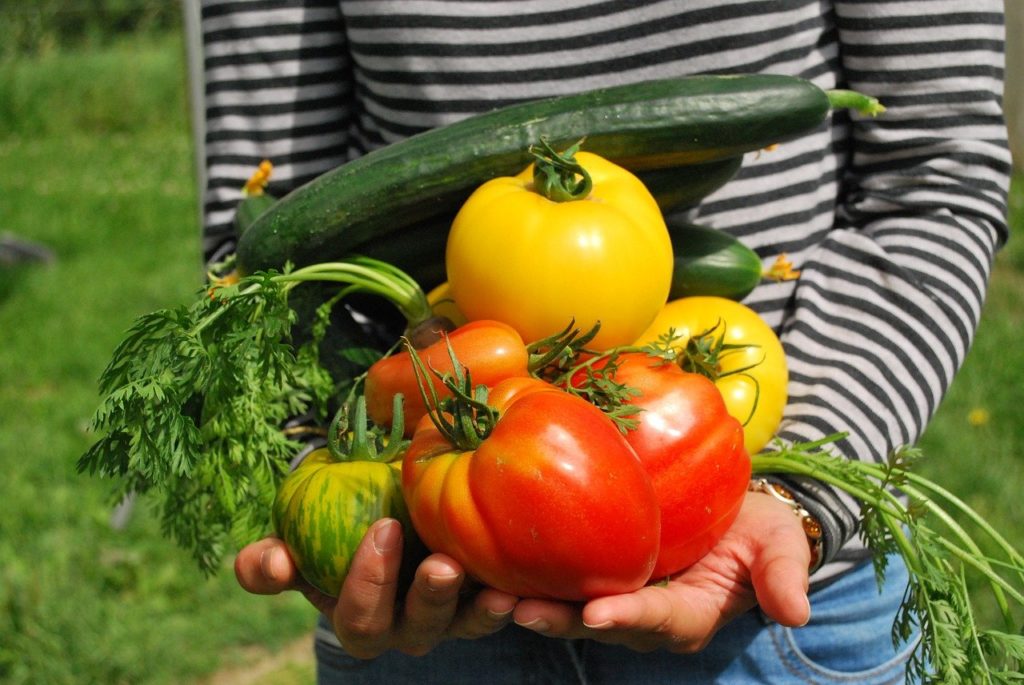 créer un potager d'entreprise