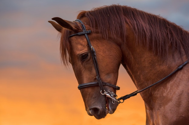 Vaccination du cheval : comment faire ?