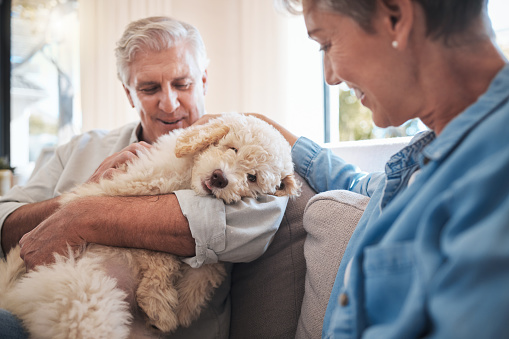 pension_canine