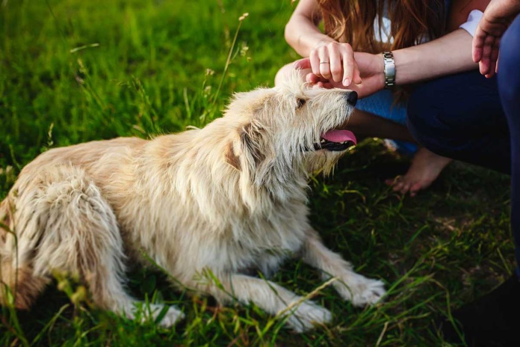 Traitez les puces et les tiques de votre chien comme un pro