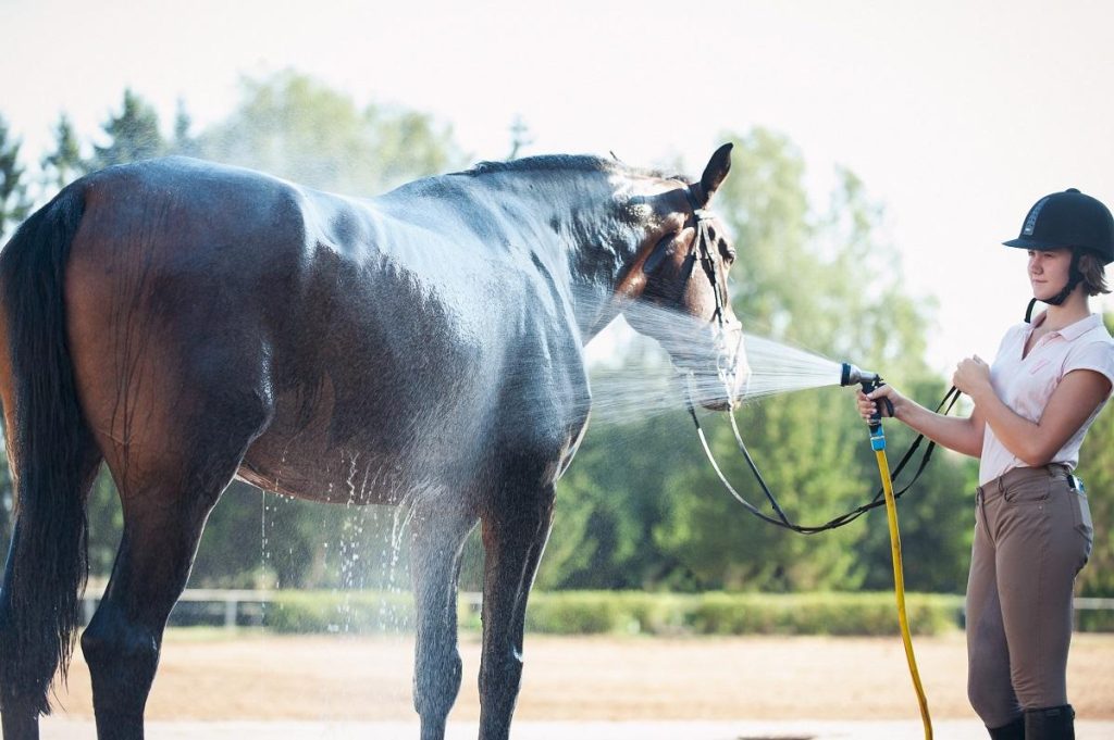 Débourrage de chevaux